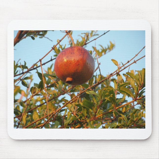 Pomegranate Musmatta (Framsidan)