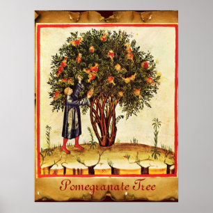 POMEGRANATE TRÄD ANTIQUE PARCHMENT POSTER