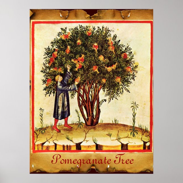 POMEGRANATE TRÄD ANTIQUE PARCHMENT POSTER (Framsidan)
