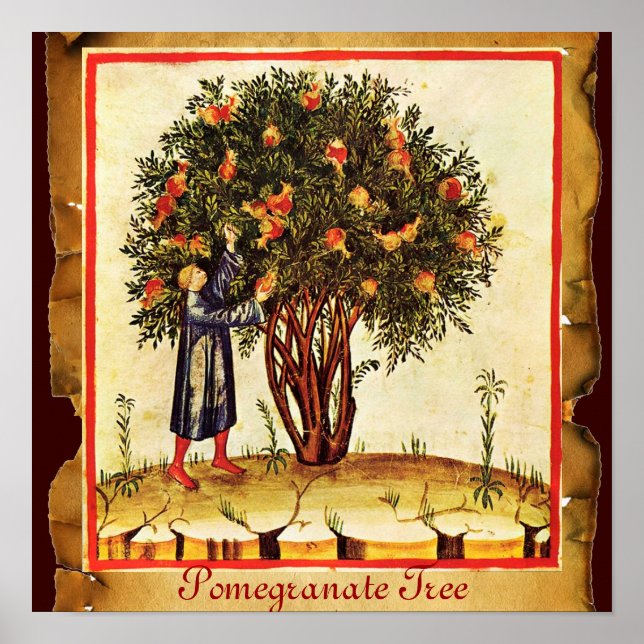 POMEGRANATE TRÄD ANTIQUE PARCHMENT POSTER (Framsidan)