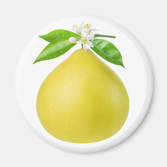 Pomelo på gren magnet (Framsidan)