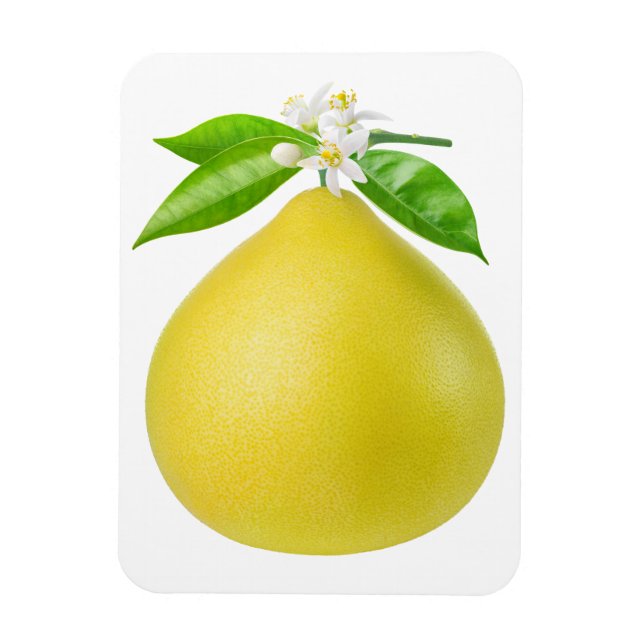Pomelo på gren magnet (Vertikal)