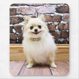 Pomeranian - Abby fåfänga förser med krage Musmatta