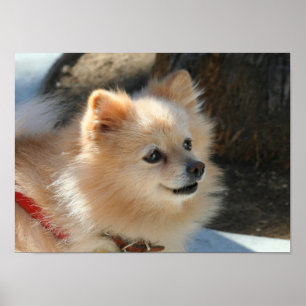 Pomeranian affisch