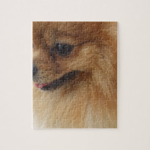 Pomeranian älskare pussel