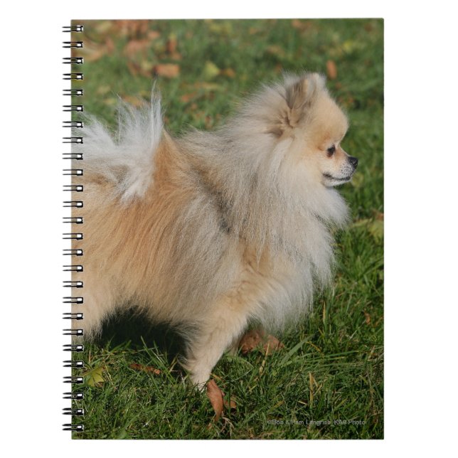 Pomeranian anseende anteckningsbok med spiral (Framsidan)