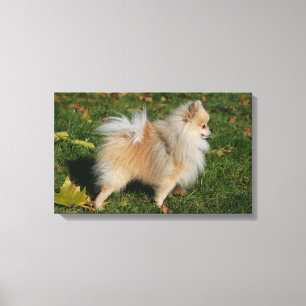 Pomeranian anseende canvastryck