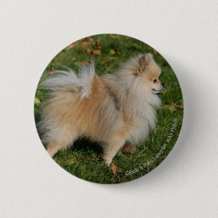 Pomeranian anseende knapp
