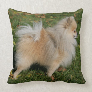 Pomeranian anseende kudde