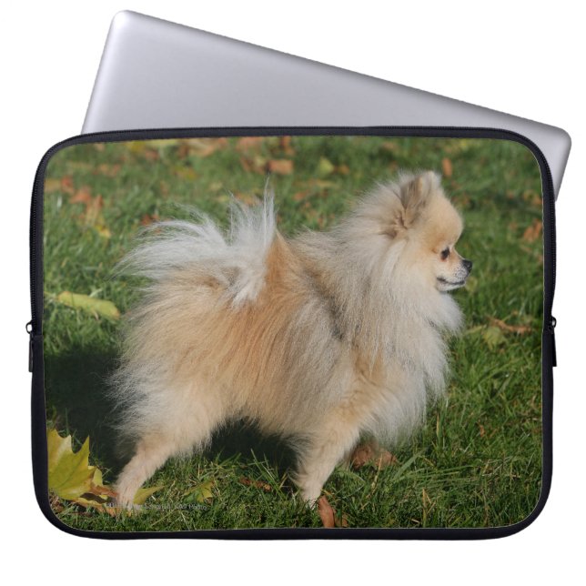 Pomeranian anseende laptop sleeve (Framsidan)