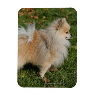 Pomeranian anseende magnet