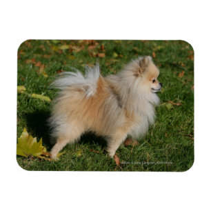 Pomeranian anseende magnet