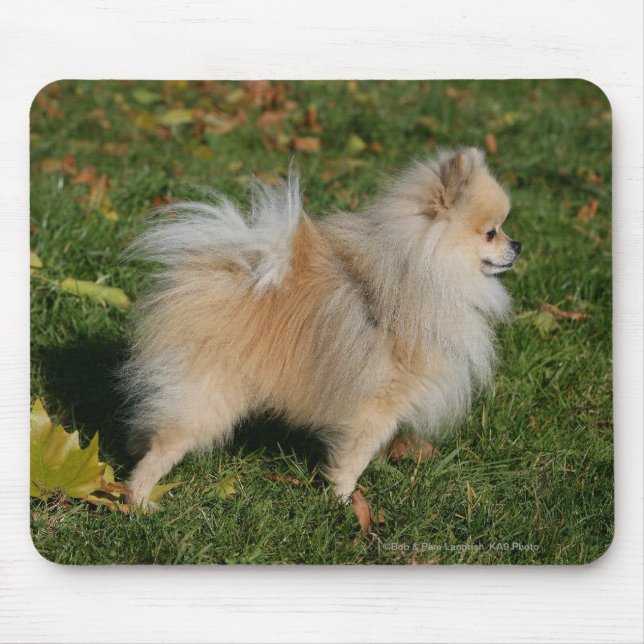 Pomeranian anseende musmatta (Framsidan)