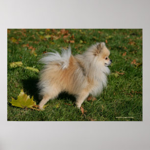 Pomeranian anseende poster