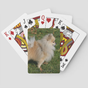 Pomeranian anseende spelkort