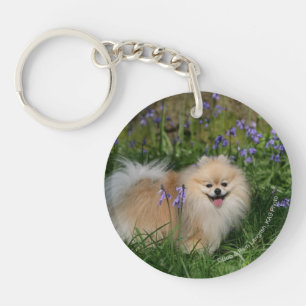 Pomeranian anseende tittar kamera