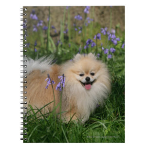 Pomeranian anseende tittar kamera anteckningsbok med spiral