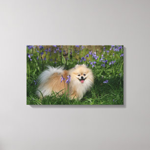 Pomeranian anseende tittar kamera canvastryck