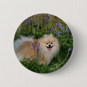 Pomeranian anseende tittar kamera knapp