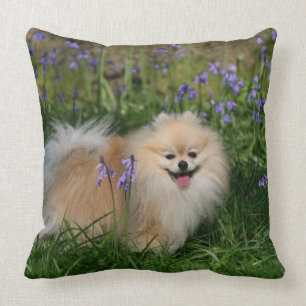 Pomeranian anseende tittar kamera kudde