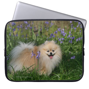 Pomeranian anseende tittar kamera laptop sleeve