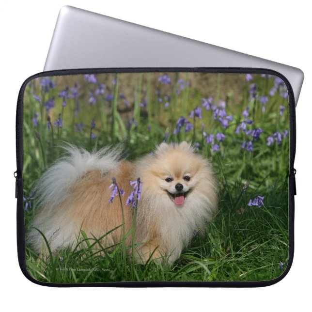 Pomeranian anseende tittar kamera laptop sleeve (Framsidan)
