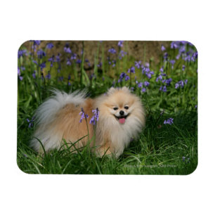 Pomeranian anseende tittar kamera magnet