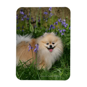 Pomeranian anseende tittar kamera magnet