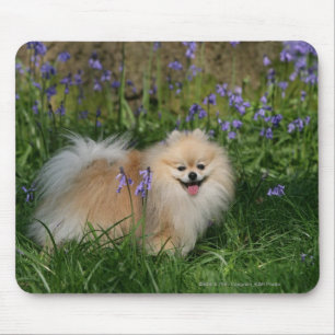 Pomeranian anseende tittar kamera musmatta