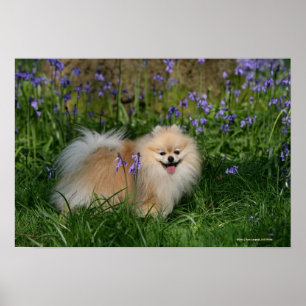 Pomeranian anseende tittar kamera poster