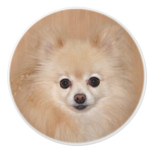 Pomeranian ansikte knopp