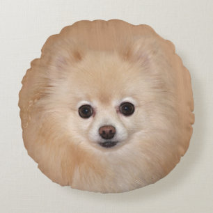 Pomeranian ansikte rund kudde