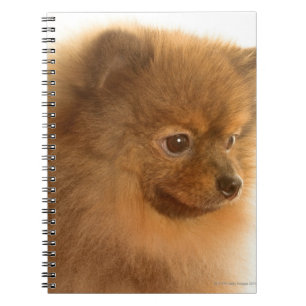 Pomeranian Anteckningsbok Med Spiral
