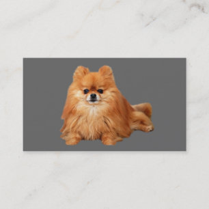 Pomeranian avelsdjurvisitkort visitkort