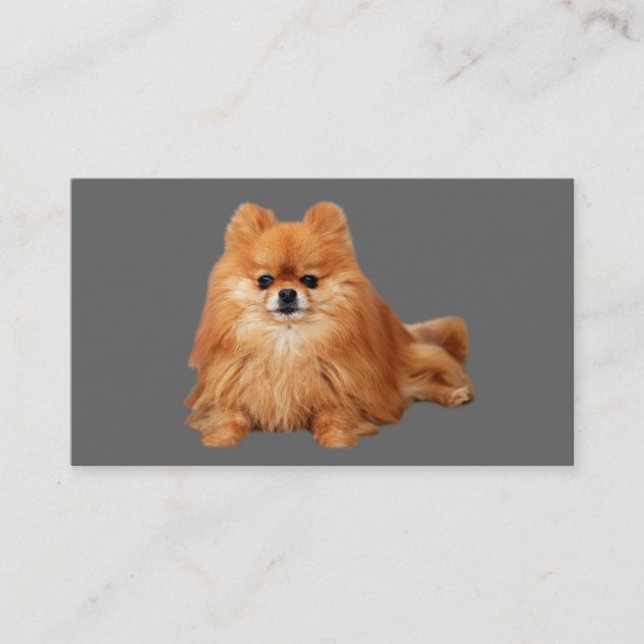 Pomeranian avelsdjurvisitkort visitkort (Framsida)