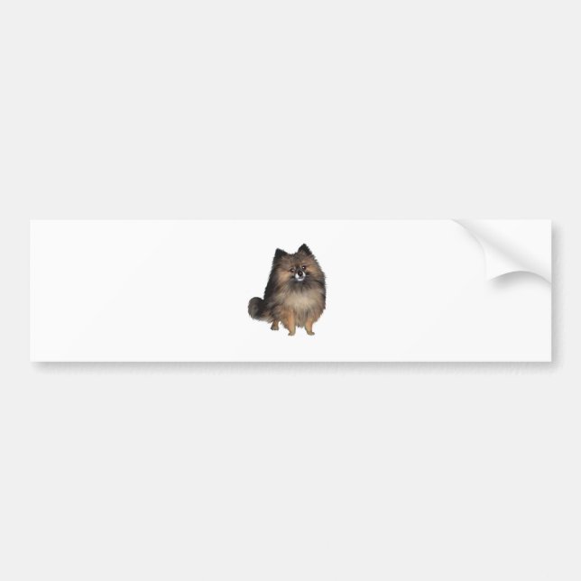 Pomeranian - brindle bildekal (Framsidan)
