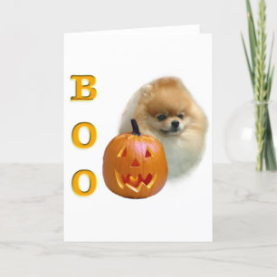 Pomeranian bu kort