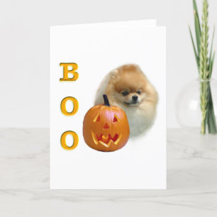 Pomeranian bu kort