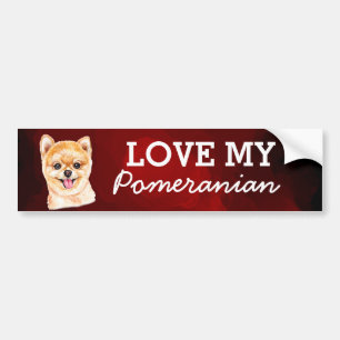Pomeranian Bumper Sticker Bildekal