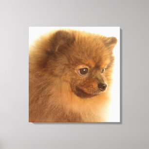 Pomeranian Canvastryck