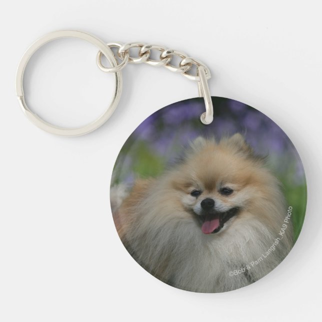 Pomeranian flåsa (Framsidan)