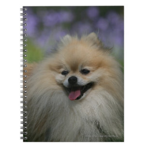Pomeranian flåsa anteckningsbok