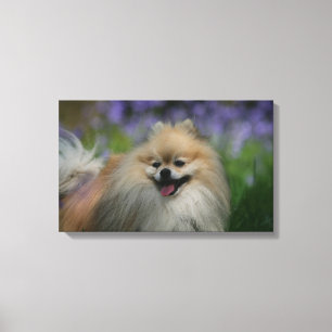 Pomeranian flåsa canvastryck