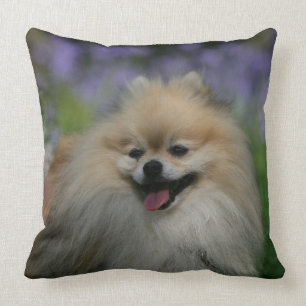 Pomeranian flåsa kudde