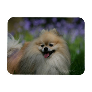 Pomeranian flåsa magnet