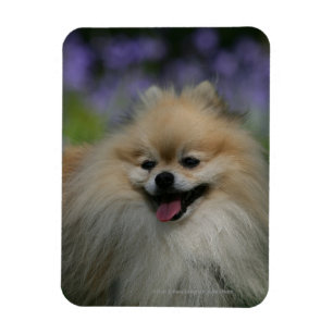 Pomeranian flåsa magnet