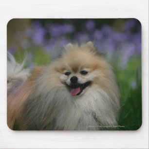 Pomeranian flåsa musmatta