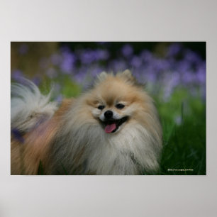 Pomeranian flåsa poster