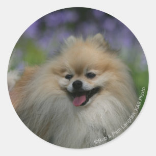 Pomeranian flåsa runt klistermärke