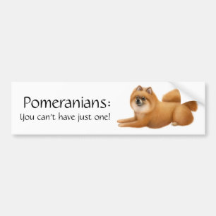Pomeranian förföljer bildekalet bildekal